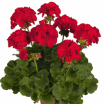 pelargonia