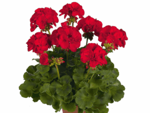 pelargonia