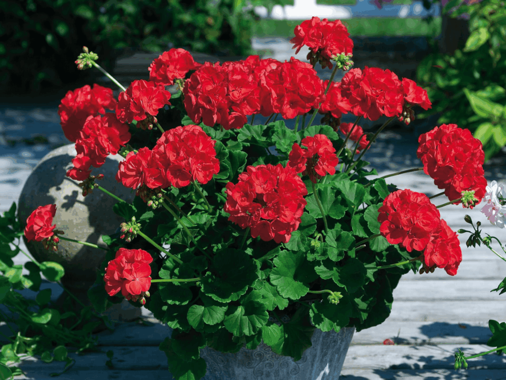 pelargonia