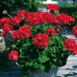 pelargonia