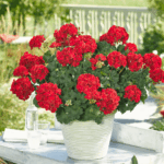 czerwona pelargonia