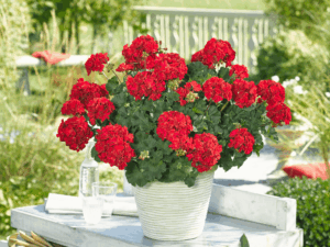 czerwona pelargonia
