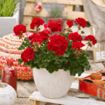 czerwona pelargonia