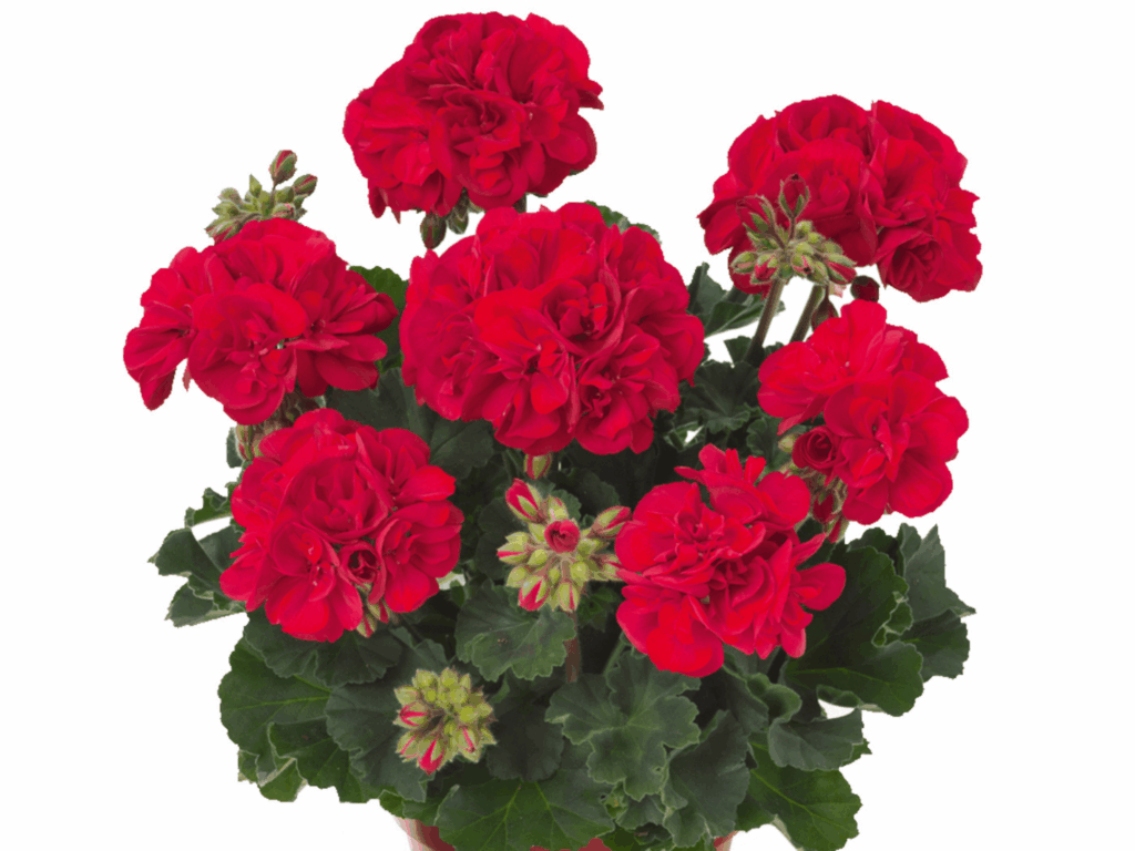 czerwona pelargonia