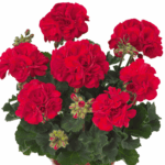 czerwona pelargonia