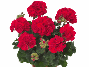 czerwona pelargonia
