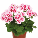 pelargonia