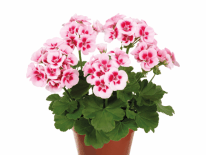 pelargonia