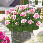 pelargonia