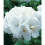 biała pelargonia