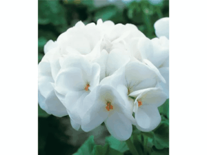 biała pelargonia