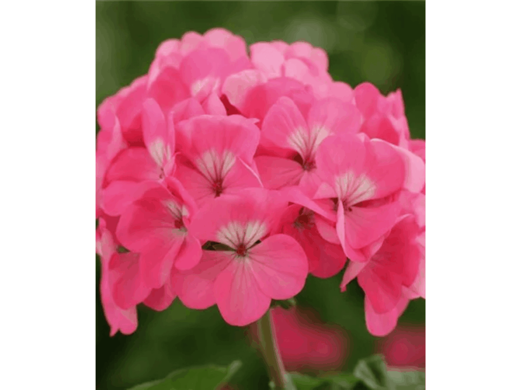 pelargonia