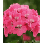 pelargonia