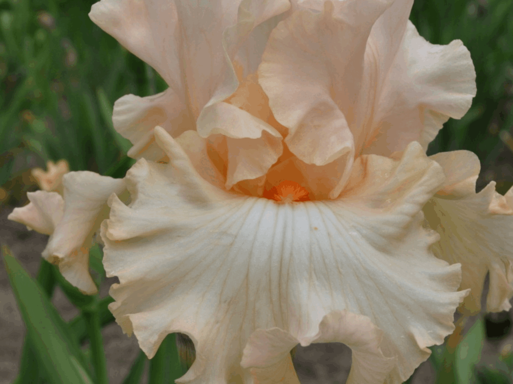 Perfume for you