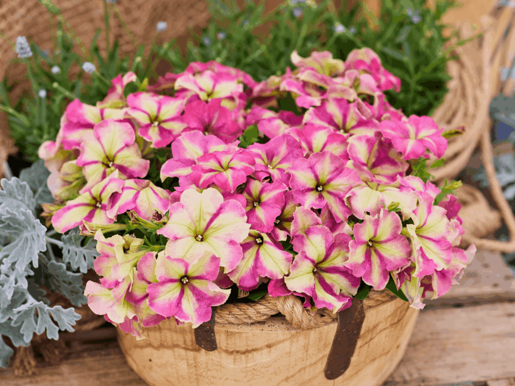 petunia