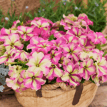 petunia