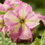 petunia