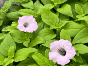 petunia