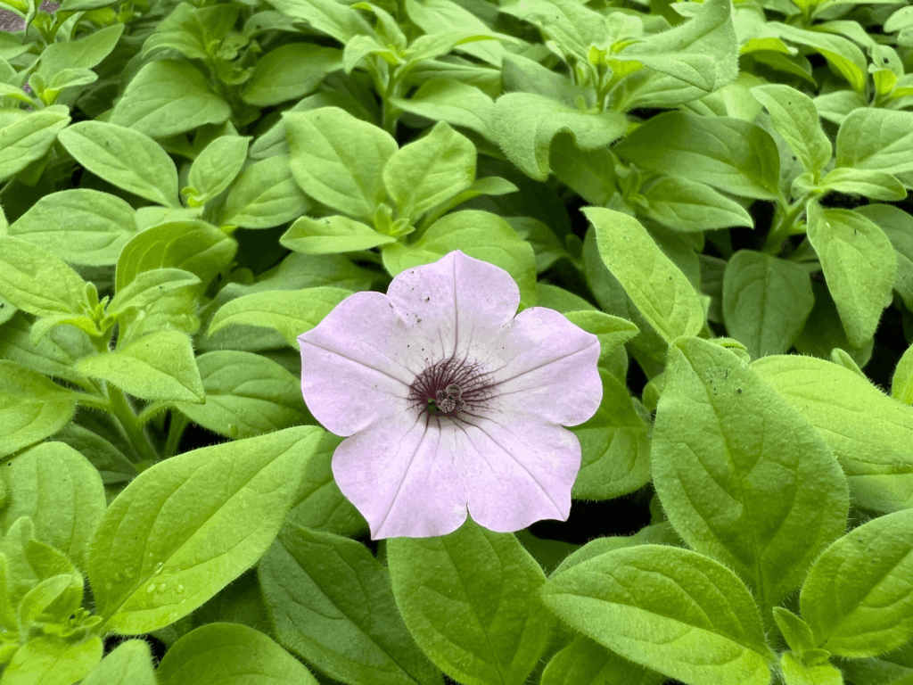 Petunia Supertunia Vista Cool Jazz jasny róż fiolet kwiaty sadzonka P9 od 23.03.2026
