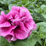 petunia