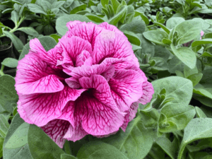 petunia