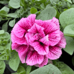 petunia