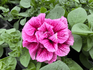 petunia