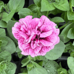 petunia