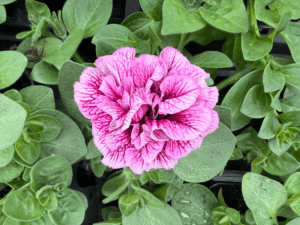petunia