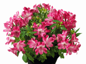 Alstremeria 'Inticancha Romance' sadzonka P11 różowa