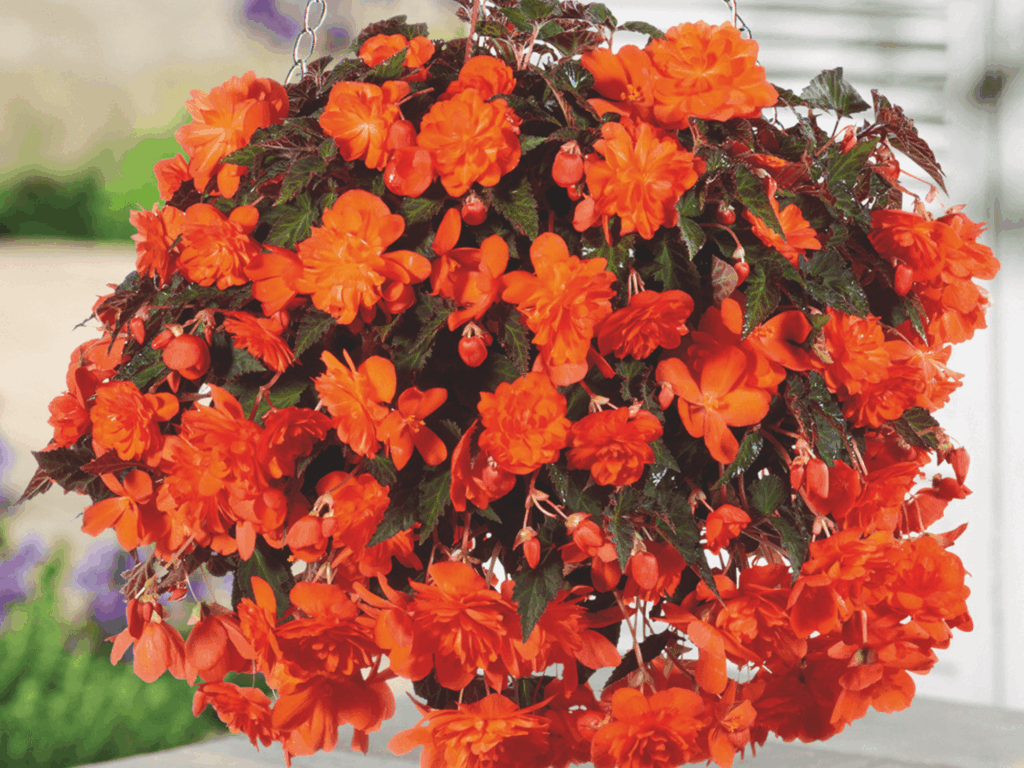 pomarańczowa begonia