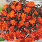pomarańczowa begonia