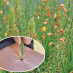 bulbine