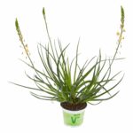 bulbine