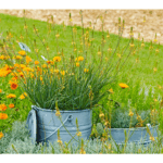 bulbine