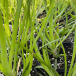 bulbine