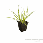 bulbine