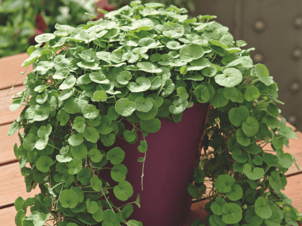 dichondra