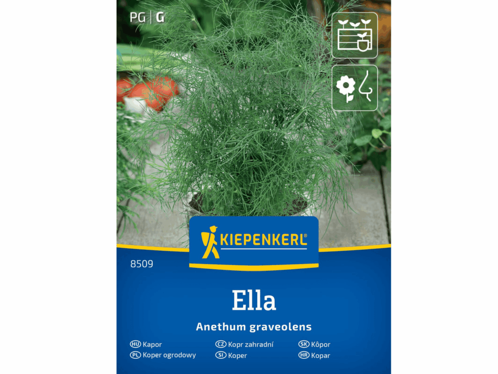 Koper doniczkowy ‘Ella’ aromatyczny nasiona Kiepenkerl