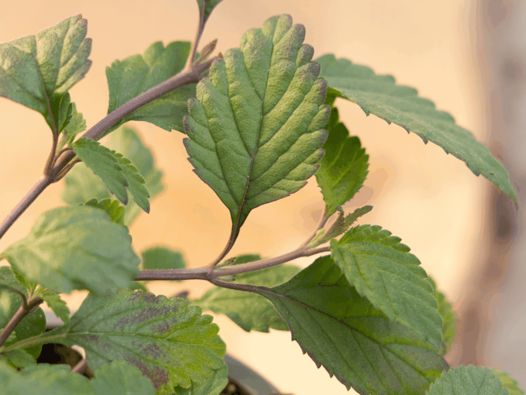 lippia