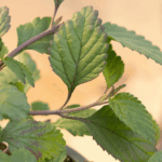 lippia