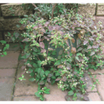 lippia