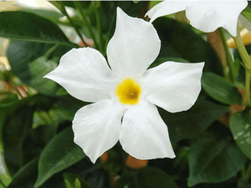Mandevilla  Dipladenia 'Bella White’ doniczka P12 białe kwiaty, pnącze
