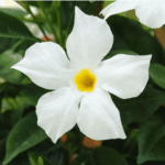 Mandewilla Bella White