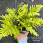 Narecznica czerwonozawijkowa 'Autumn'