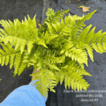 Narecznica czerwonozawijkowa 'Autumn'