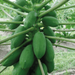 papaja