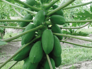 papaja