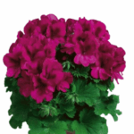 pelargonia