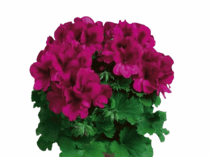 pelargonia